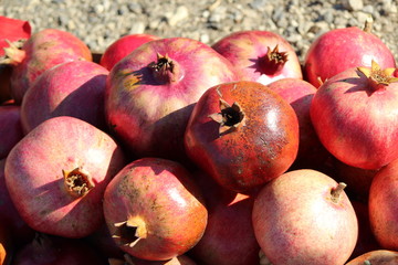 Pomegranate