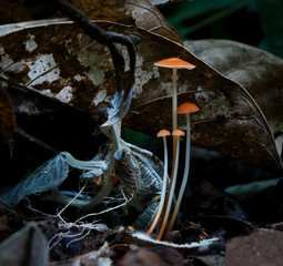 Marasmius mushrooms in Amazon rainforest in Bolivia