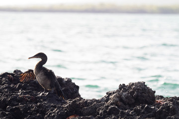 Galapagos flightless cormorant