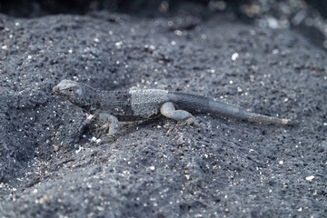 Galapagos Tiere und landschafte