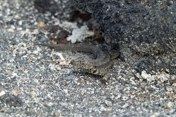 Galapagos Tiere und landschafte