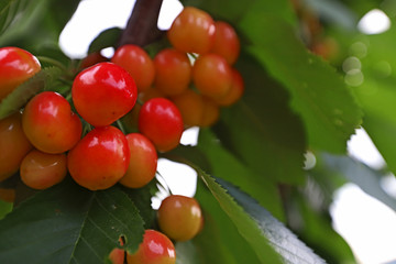 Cherry trees on sifil Mountain in Turkey / Izmir.