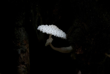 Leucocoprinus mushroom in Amazon rainforest in Bolivia