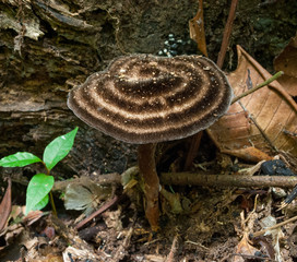 Amauroderma trichodermatum polypore mushroom in Amazon rainforest in Bolivia