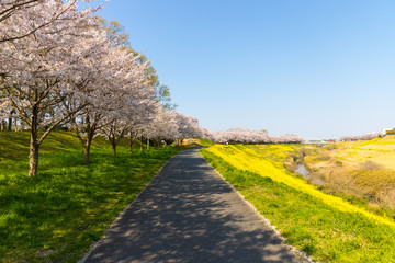 Obraz premium 土手に咲く菜の花と桜並木