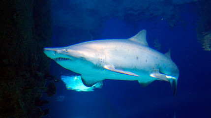 shark swimming in the aquarium