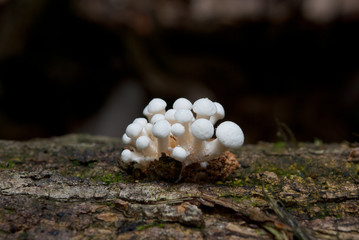 young Pleurotus mushroom in Amazon rainforest in Bolivia