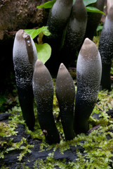 Xylaria mushroom in Amazon rainforest in Bolivia