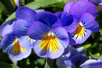 Viola tricolor background fine art in high quality prints products