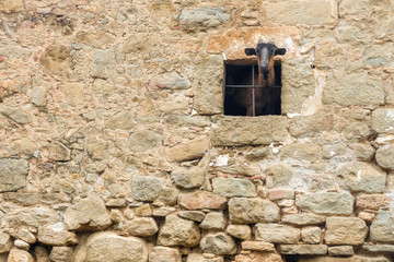 Cute adult goat looking out of barn doors. Rural life on farm. Ecotourism concept. Local spanish farm, Catalonia, Spain.