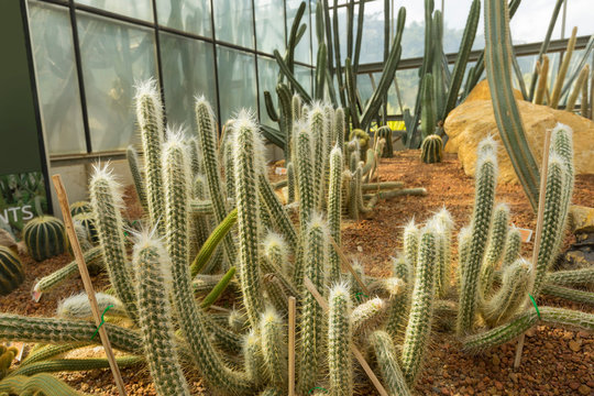 Old man of the Andes cactus in the greenhouse, it is just one of several hairy species. 