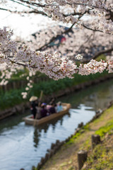 桜並木と小舟