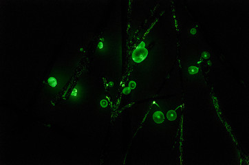 Bioluminescent musrhooms in tropical rainforest in Costa Rica