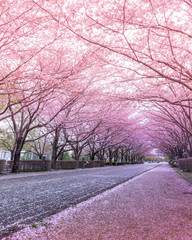 公園の桜並木