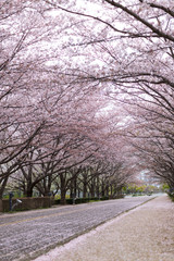 公園の桜並木