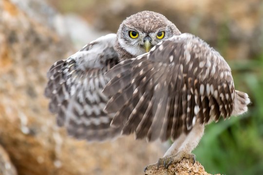 Young Little owl, Athene noctua, standing on stone with open wings