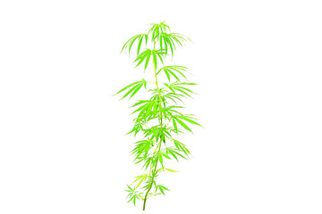 Obraz premium Cannabis leaf isolated on white background