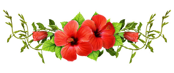 Bindweed sprigs and red hibiscus flowers with green leaves in a line arrangement © Ortis