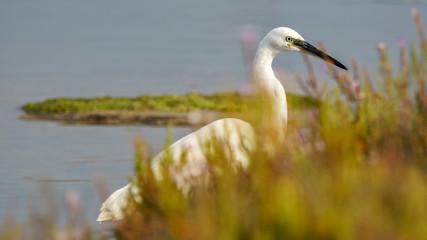 Little Egret Egretta Garzetta Close Up