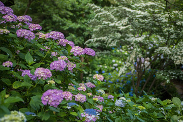 アジサイ