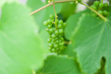 緑のぶどう, a bunch of growing green delaware grapes 02  surrounded by green leaves