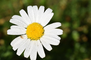 Obraz premium Daisy flower
