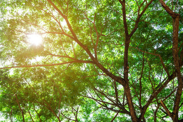  Summer green leaves ,forest trees. nature green leaf and  tree branch sunlight background.