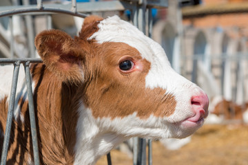 red and white calf