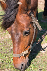 horse's head in pasture