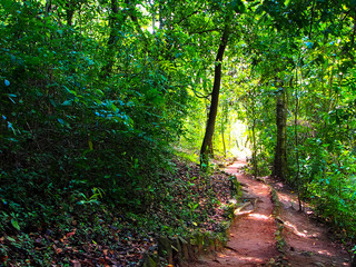 Green trees and paths in forest with Waterfalls