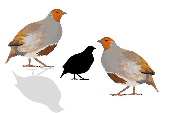 Realistic vector bird. Bird: Grey Partridge. Perdix perdix.