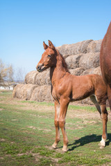 Brown foal