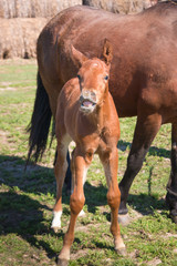 smile foal