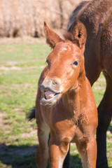 smile foal