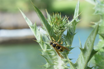 Wasp on leaf
