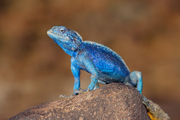 Male southern rock agama (Agama atra) in bright breeding colors, Namibia.