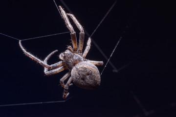 Big hairy scary spider on the web. Top view. Macro photography of insects, copy space, selective focus.