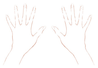 指を広げた両手 手描きタッチの手の甲　白い背景と線