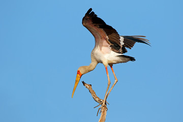 Yellow-billed stork (Mycteria ibis) perched on a branch, Kruger National Park, South Africa.