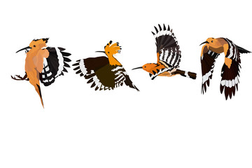 Flying cute bird. Vector image. Bird: Eurasian Hoopoe. Upupa epops. © serkanmutan