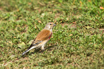 Common linnet (Linaria cannabina) male in the field