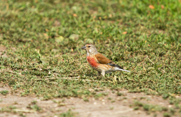 Common linnet (Linaria cannabina) male in the field