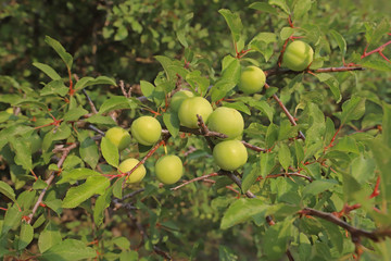 Plum trees on the Sipil mountain of Turkey / Izmir.