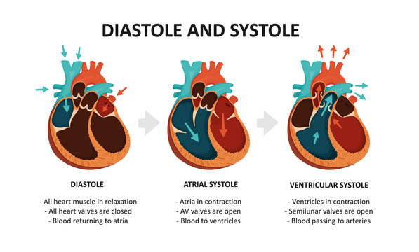 Diastole And Systole. Cardiac cycle