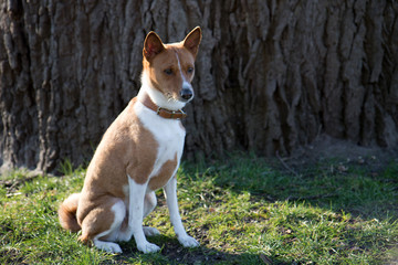 nahansicht eines zwei farbigen basenji auf einer grasfläche sitzend in meppen emsland deutschland fotografiert an einem sonnigen nachmittag während eines spaziergangs