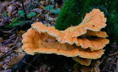 Old giant Sulphur Shelf