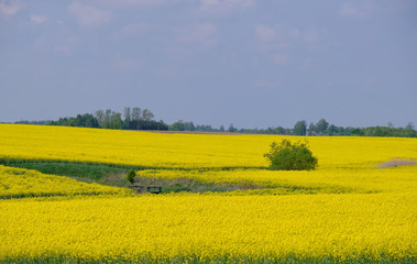 Obraz premium Yellow rape field with trees and bushes