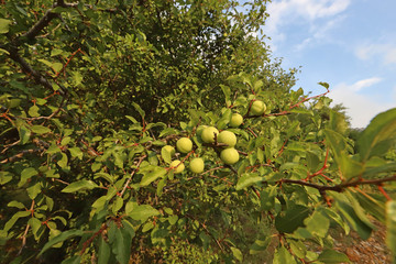 Plum trees on the Sipil mountain of Turkey / Izmir.