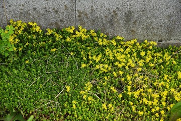 Sedum japonica is a gregarious weed, and yellow flowers bloom in early summer.