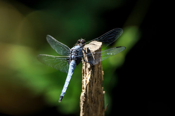 オオシオカラトンボ